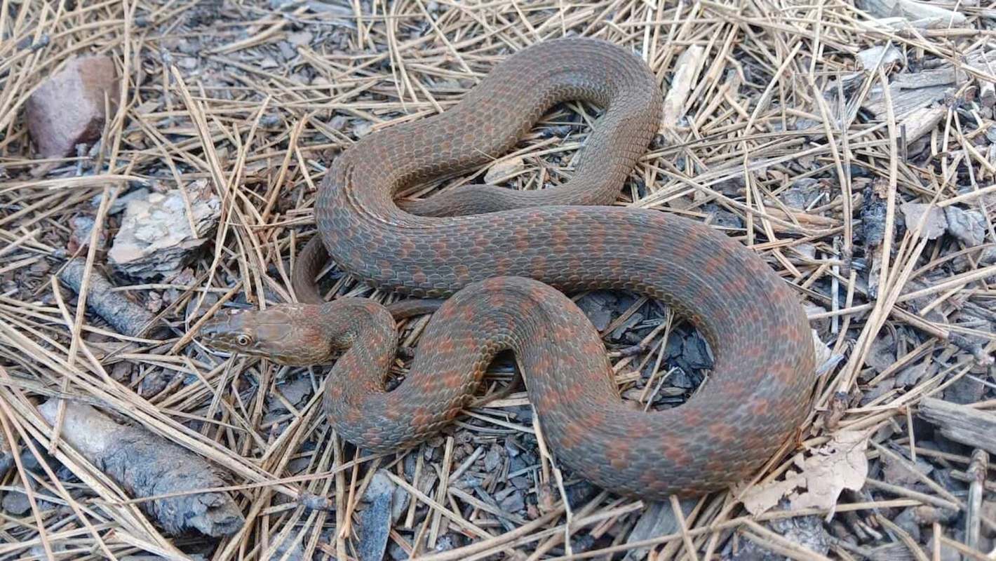 A coiled brown snake with reddish spots rests on a bed of dry pine needles and small rocks.