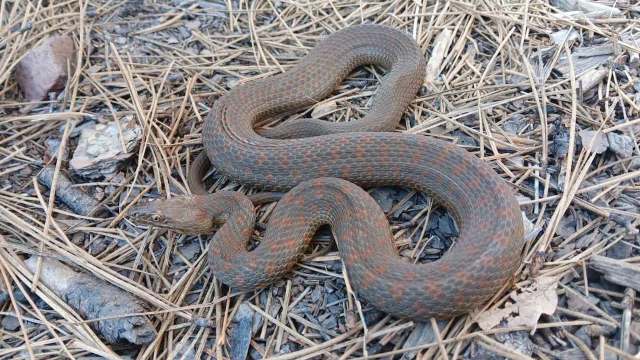 A coiled brown snake with reddish spots rests on a bed of dry pine needles and small rocks.