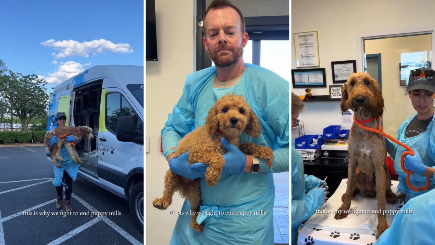 Three images of animal rescue efforts: a person outside a van with a dog, a vet holding a small dog, and a team caring for a larger dog.