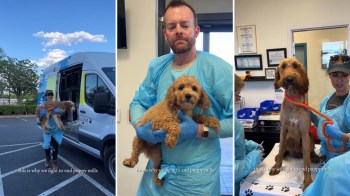 Three images of animal rescue efforts: a person outside a van with a dog, a vet holding a small dog, and a team caring for a larger dog.