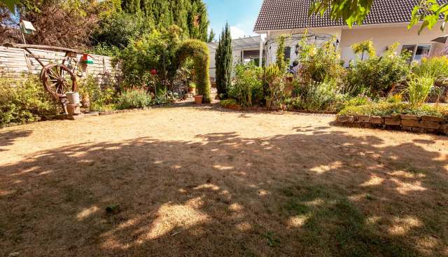 A dry backyard featuring a patch of brown grass, vibrant plants, and a decorative old wagon wheel.