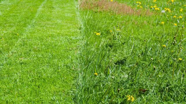A clear division between a neatly mowed lawn and an unkempt area with wild grass and yellow flowers.
