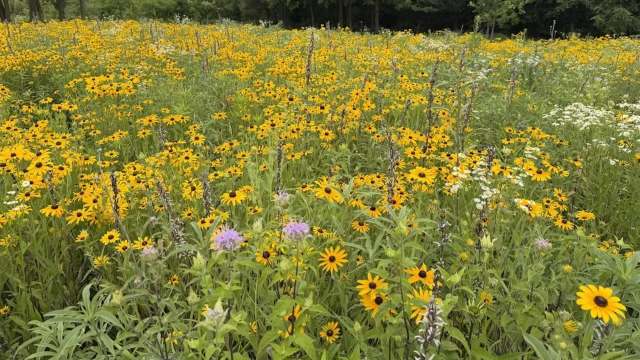 A field with yellow, purple, and white flowers.