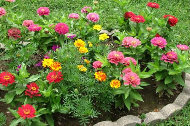 Flowers in a garden.
