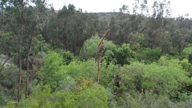 A person climbing a tree in a forest.