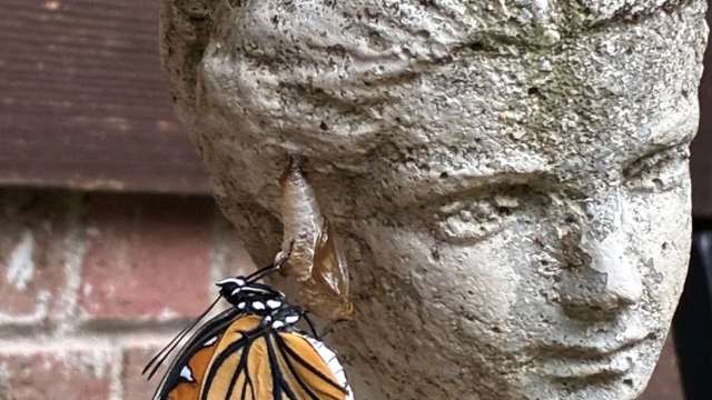 A butterfly on a statue.