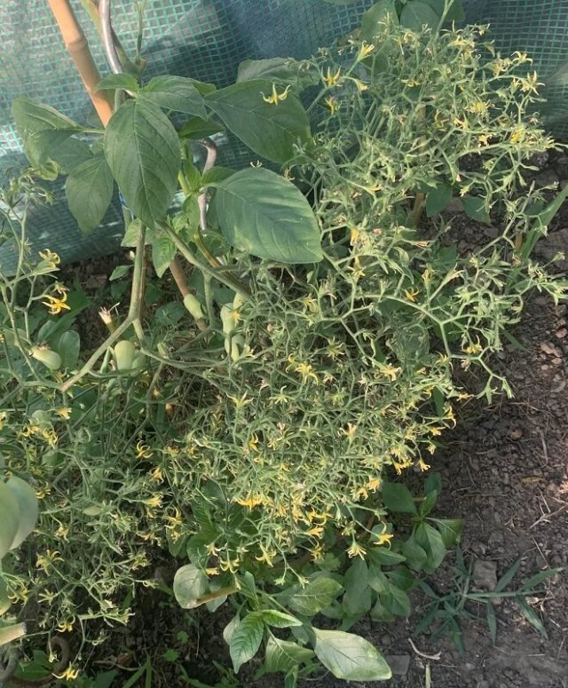A close-up of green plants with large leaves and small yellow flowers in a garden setting.