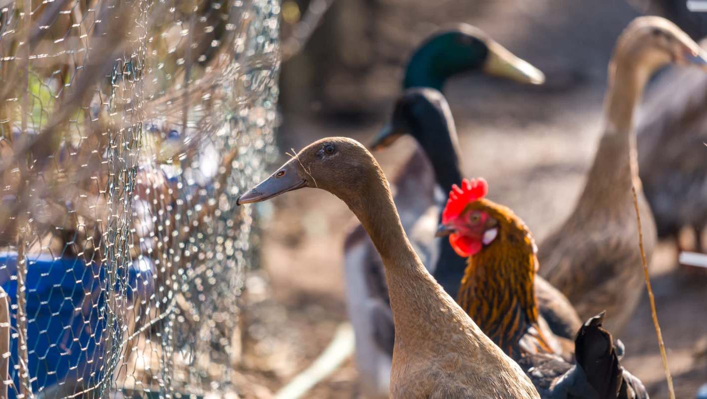 A brown duck and a colorful rooster stand near a chicken wire fence with other birds in the background.