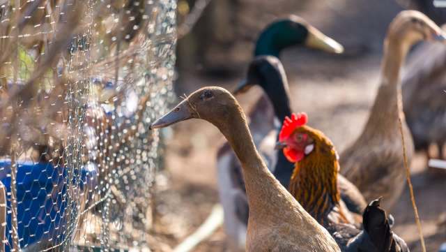 A brown duck and a colorful rooster stand near a chicken wire fence with other birds in the background.