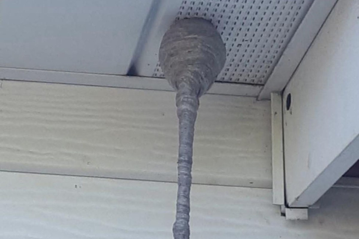 A baldfaced hornet nest.