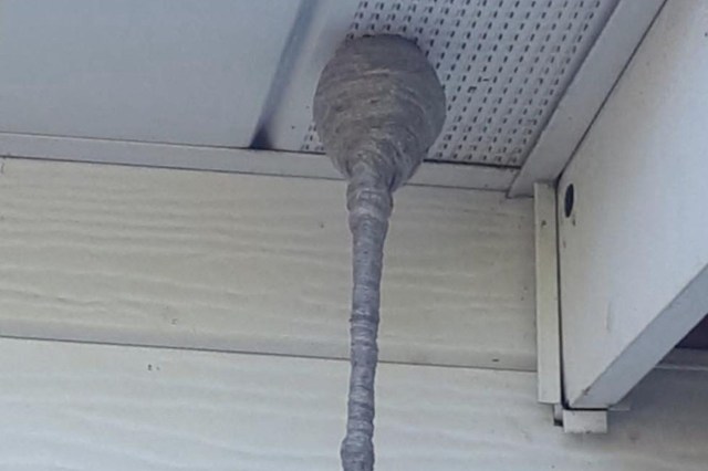 A baldfaced hornet nest.
