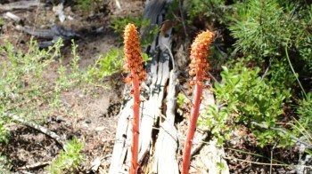 Pinedrops growing in the woods.