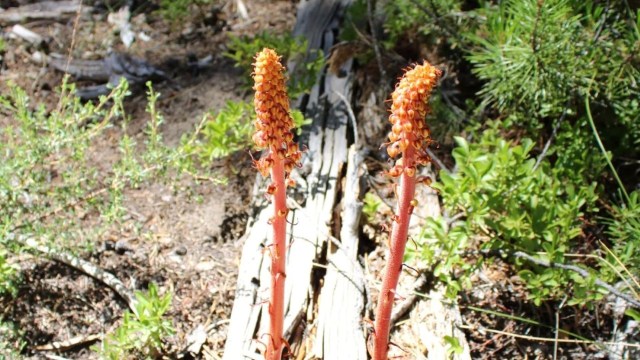 Pinedrops growing in the woods.
