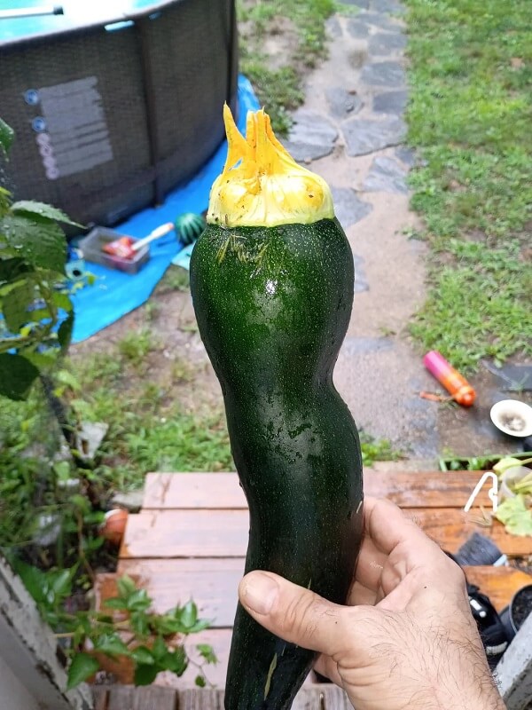A hand holds a zucchini cut in half, revealing yellow squash flowers and spiral patterns inside.