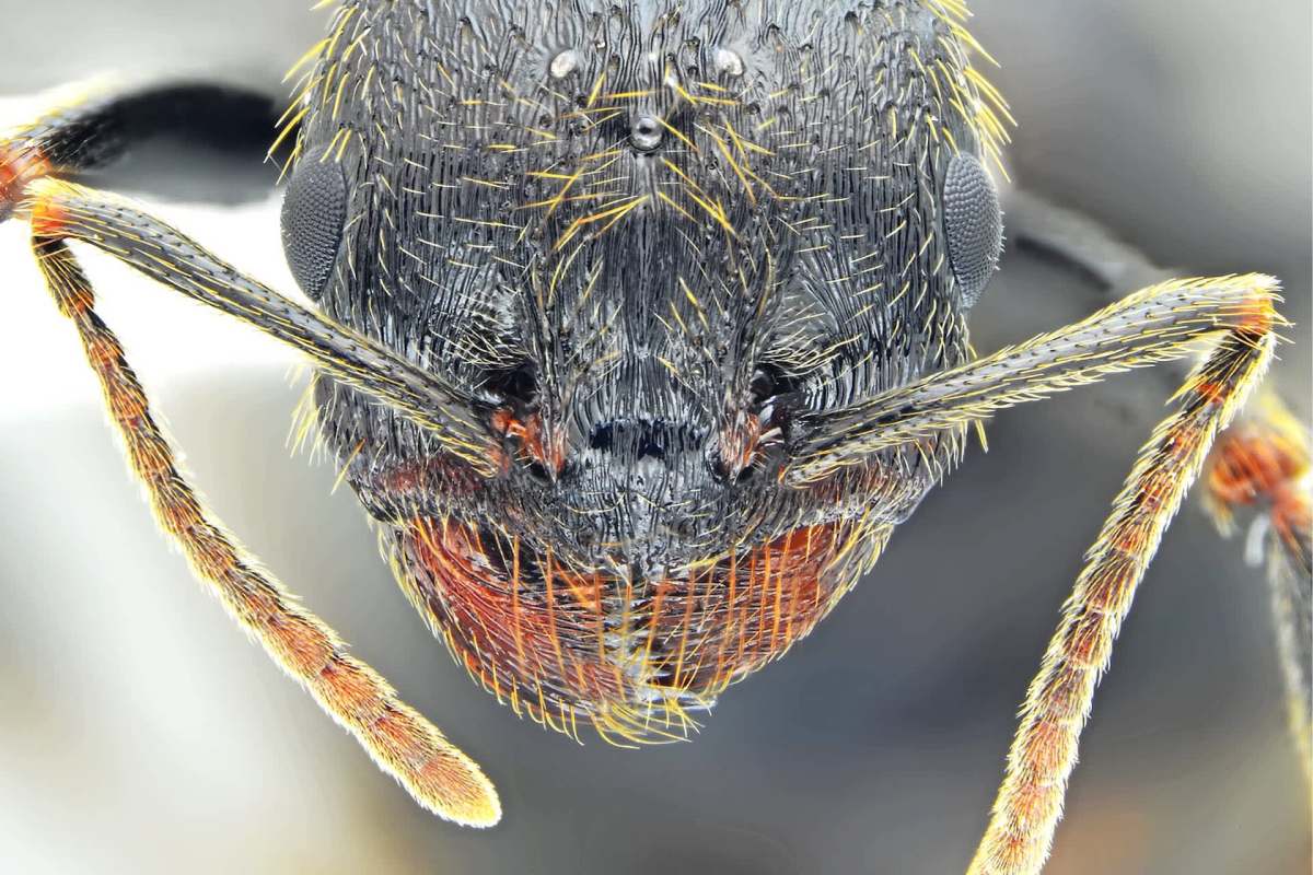 A close-up image of an ant's head showcasing its intricate features and hairs.