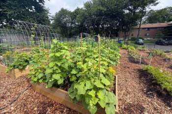 A community garden with raised beds filled with green plants, trellises, and a wooded area in the background.