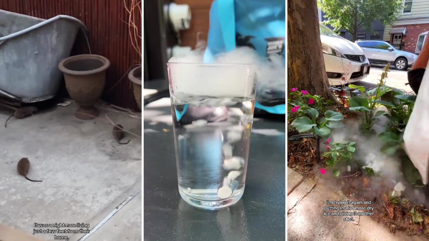 Rats near garden pots, a glass with water and dry ice, a flowerbed with dry ice.