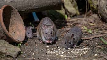 Rats eating crumbs off the ground.
