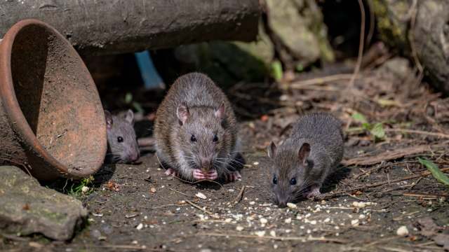 Rats eating crumbs off the ground.