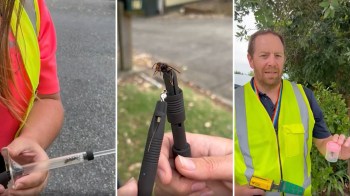 A woman holds a syringe-like device with a hornet, while a man shows a small container with a lid.