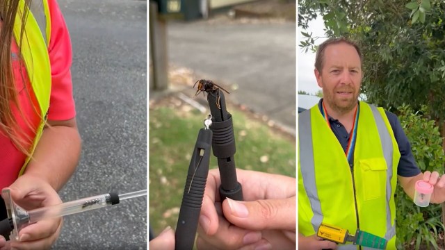 A woman holds a syringe-like device with a hornet, while a man shows a small container with a lid.