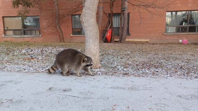 A raccoon walks near a tree in a yard with dried leaves and a brick building in the background.