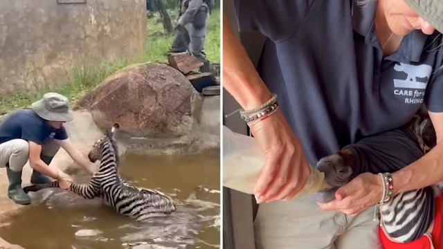 A person pulls a baby zebra from the water, then it is being bottle-fed in a caring environment.