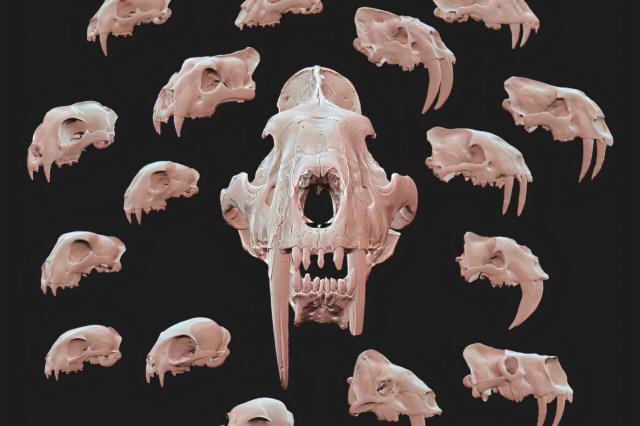 A collection of stylized animal skulls against a black background, featuring various angles and sizes.