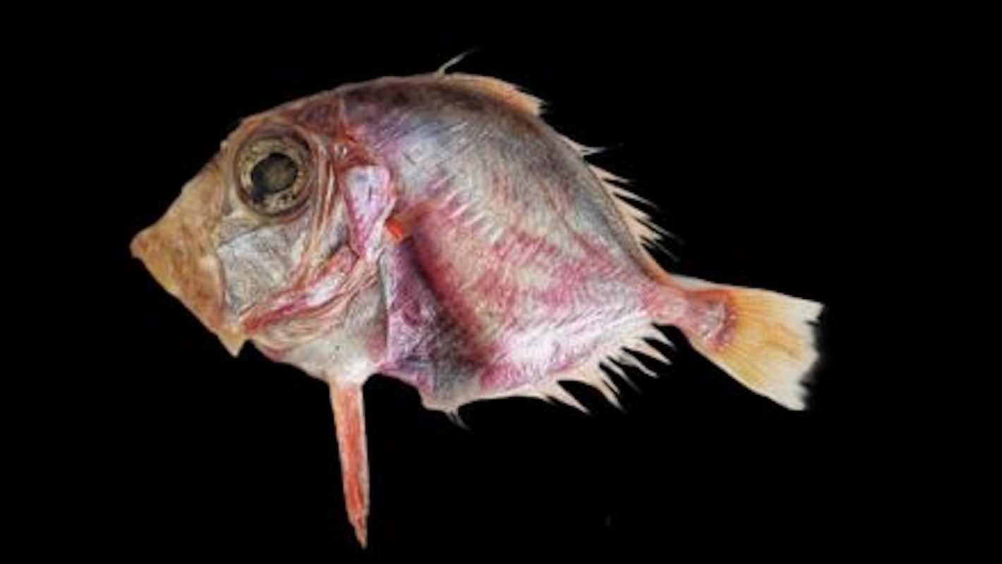 A close-up of a dory fish's head with intricate scales and features against a black background.