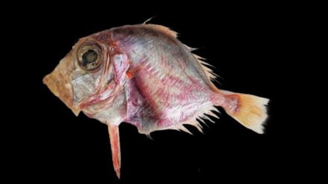 A close-up of a dory fish's head with intricate scales and features against a black background.