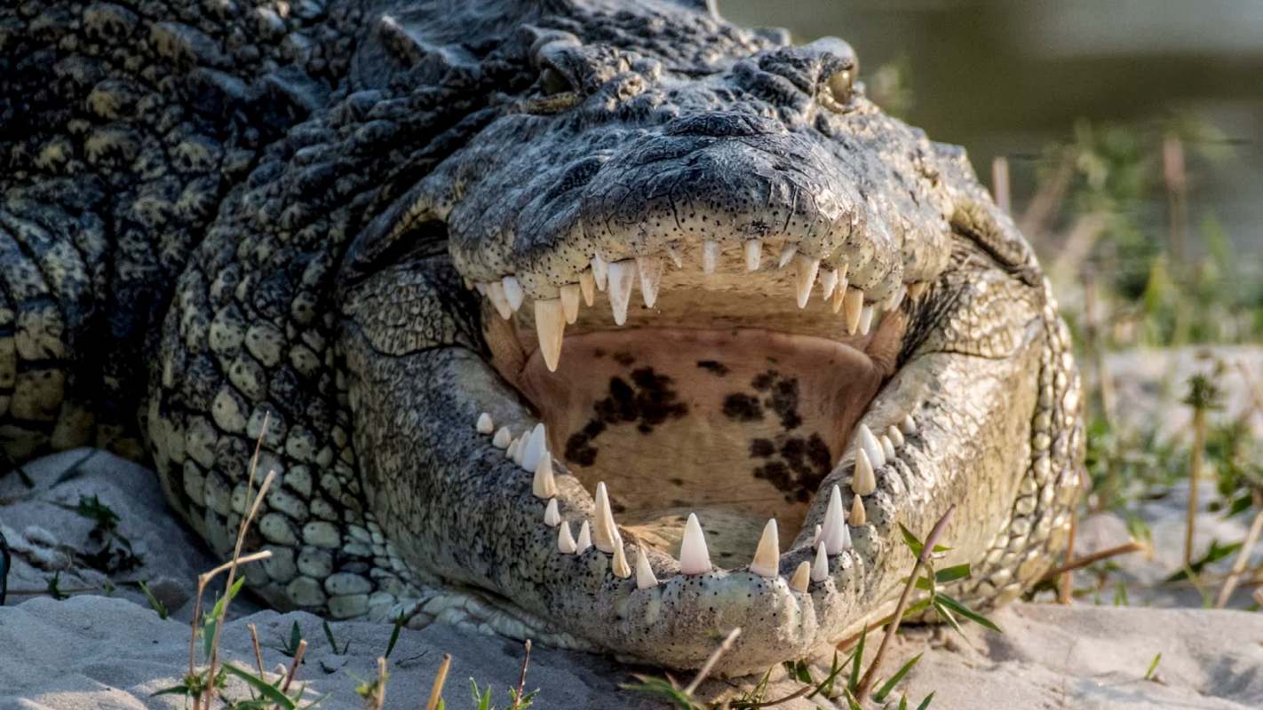 A crocodile with its mouth open.