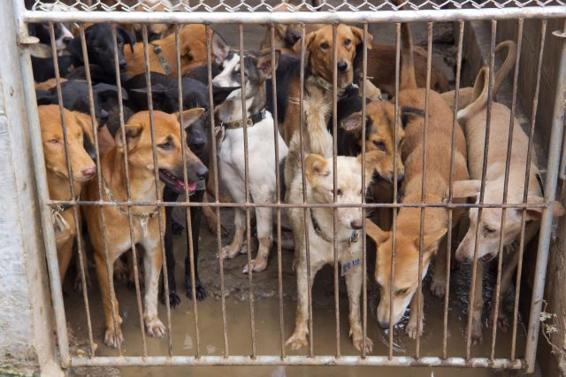 A group of dogs of various breeds and colors stands behind a rusty metal gate in a wet, muddy enclosure.