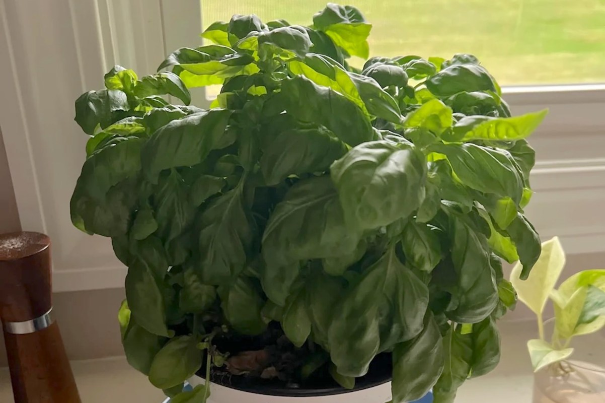 A lush basil plant in a pot sits on a windowsill with sunlight streaming in.