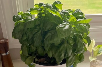 A lush basil plant in a pot sits on a windowsill with sunlight streaming in.