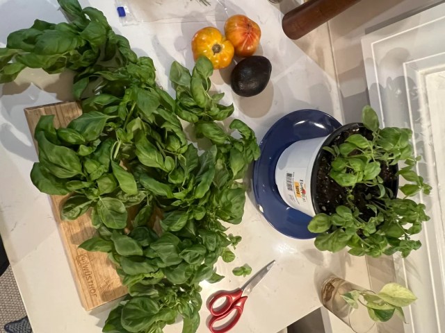 A basil plant and several cuttings on a chopping board.