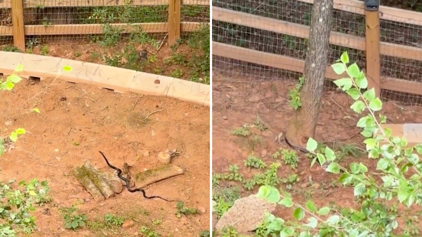 A black snake in a backyard.