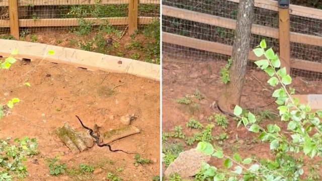 A black snake in a backyard.