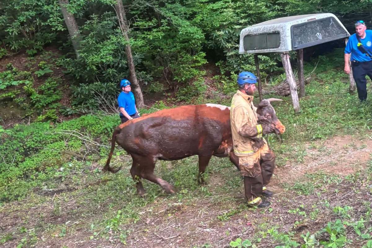 Rescue workers leading a cow.