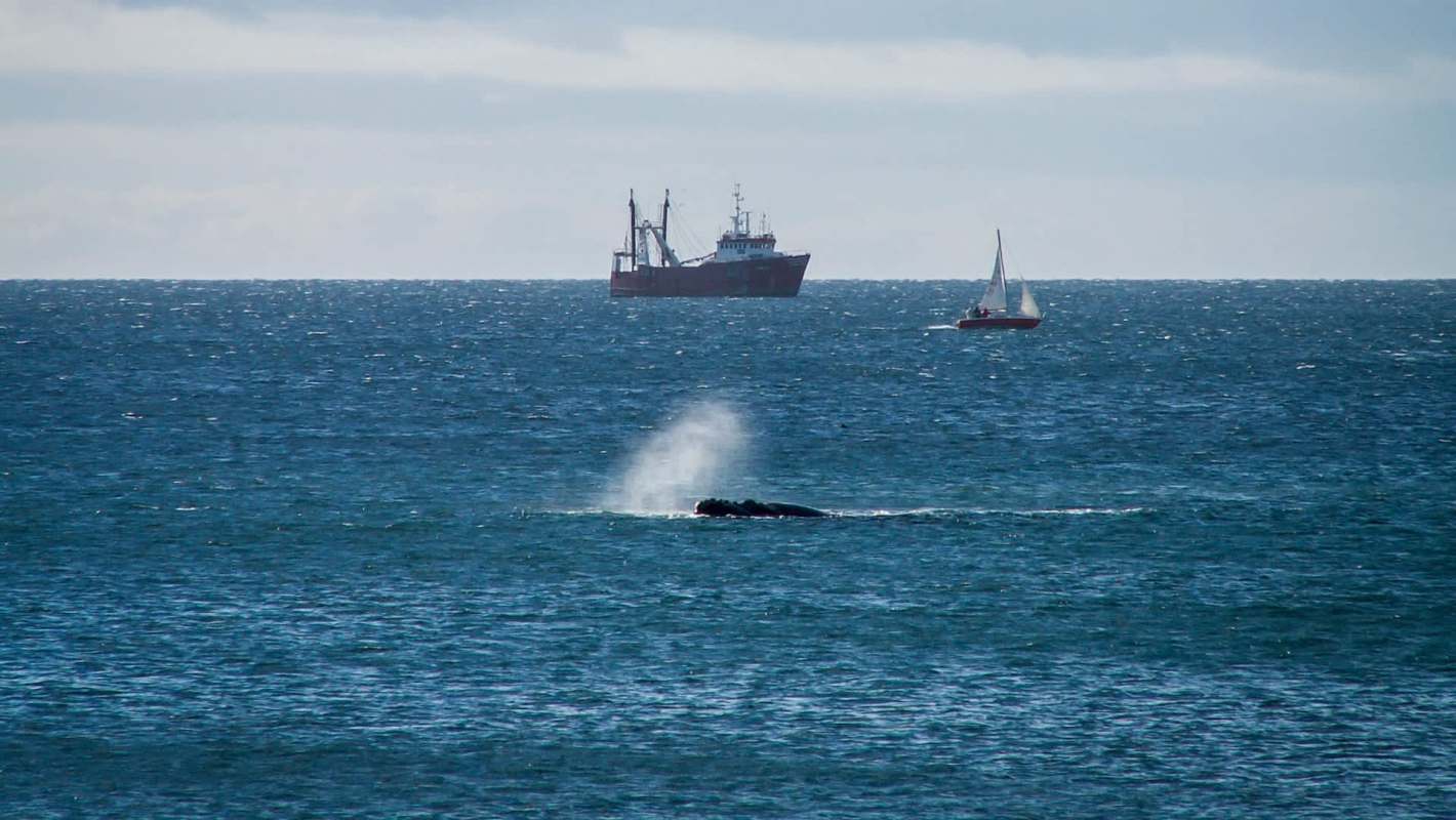 A whale surfacing with spray in front of a large ship and a sailboat.