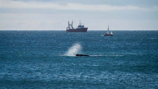 A whale surfacing with spray in front of a large ship and a sailboat.