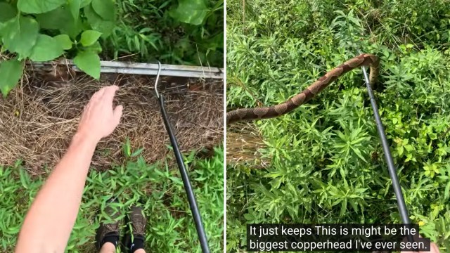 A person using a tool to handle a copperhead snake.