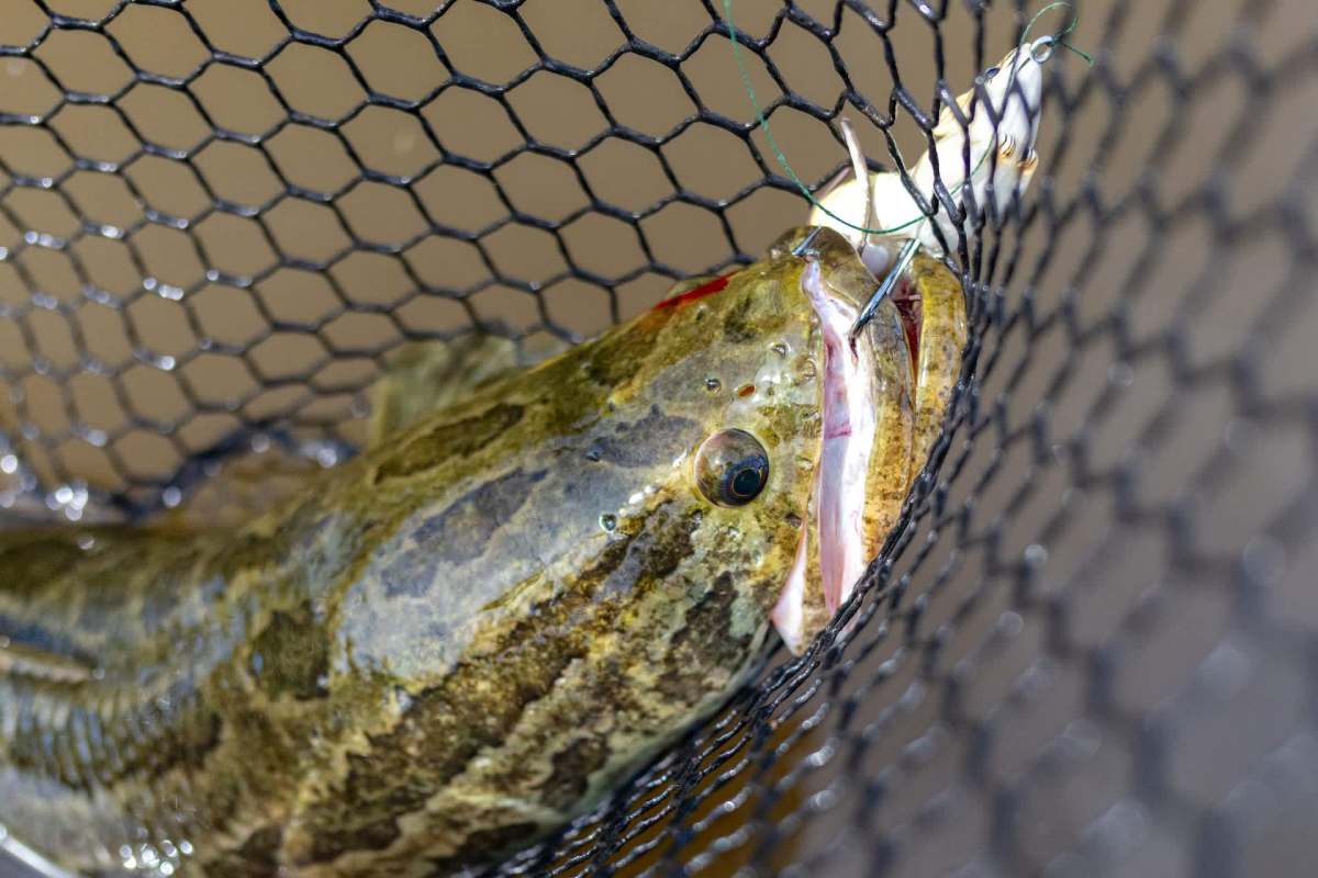 A fish in a net with a hook in its mouth.