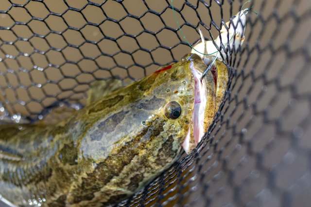 A fish in a net with a hook in its mouth.