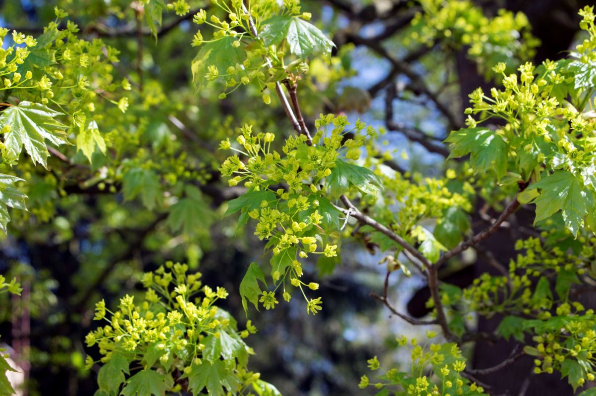 A Norway maple tree.
