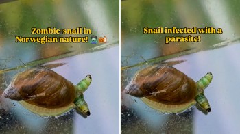 A snail showing signs of parasite infection.