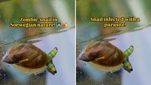 A snail showing signs of parasite infection.