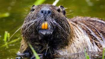 A close-up of a nutria with orange teeth, surrounded by water and greenery.