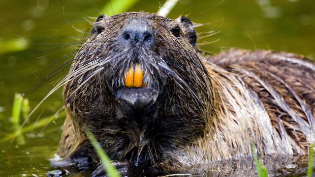 A close-up of a nutria with orange teeth, surrounded by water and greenery.