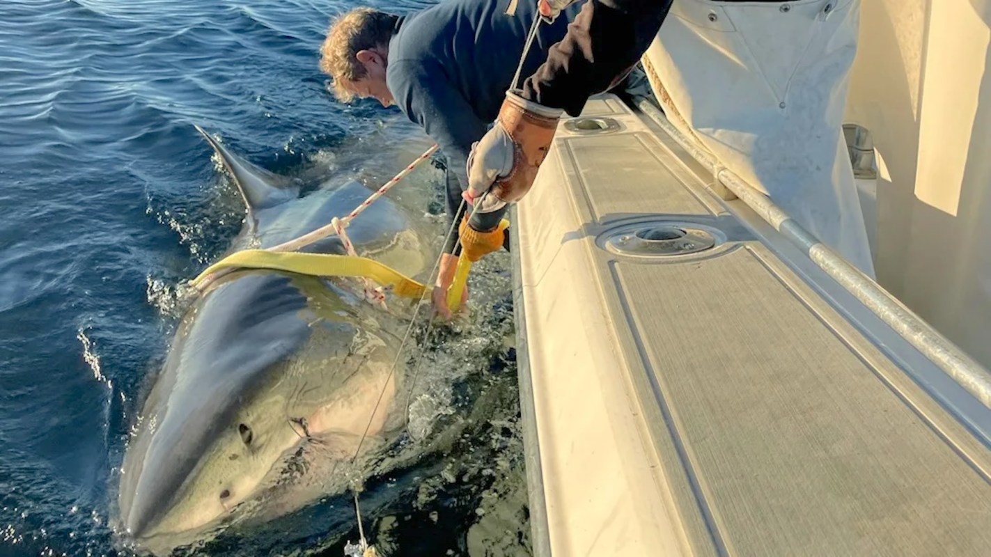 A person holds a yellow strap and equipment while securing a large great white shark beside a boat in clear water.