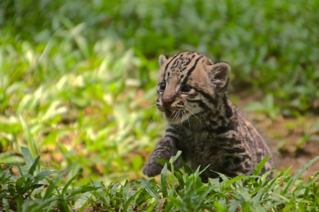 An ocelot kitten.
